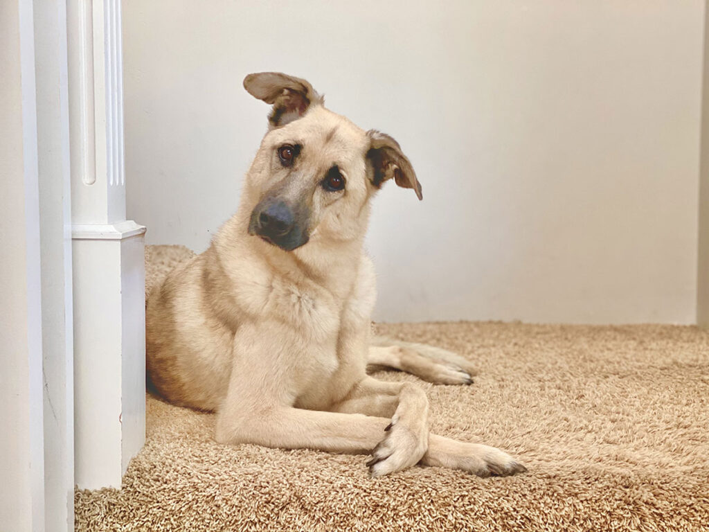 pet-urine-&-oudor-treatment-oxpecker-clean-care